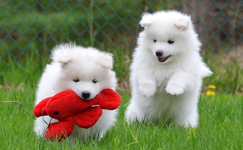 two pups at play