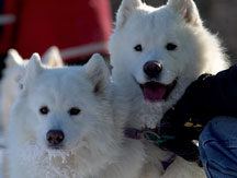 Sandwich Notch lead dogs at finish line 2003